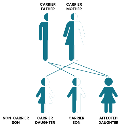 Autosomal recessive disorders (AR)