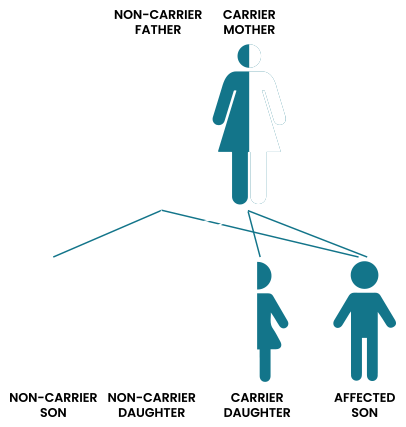 X-linked recessive disorders (XL) 